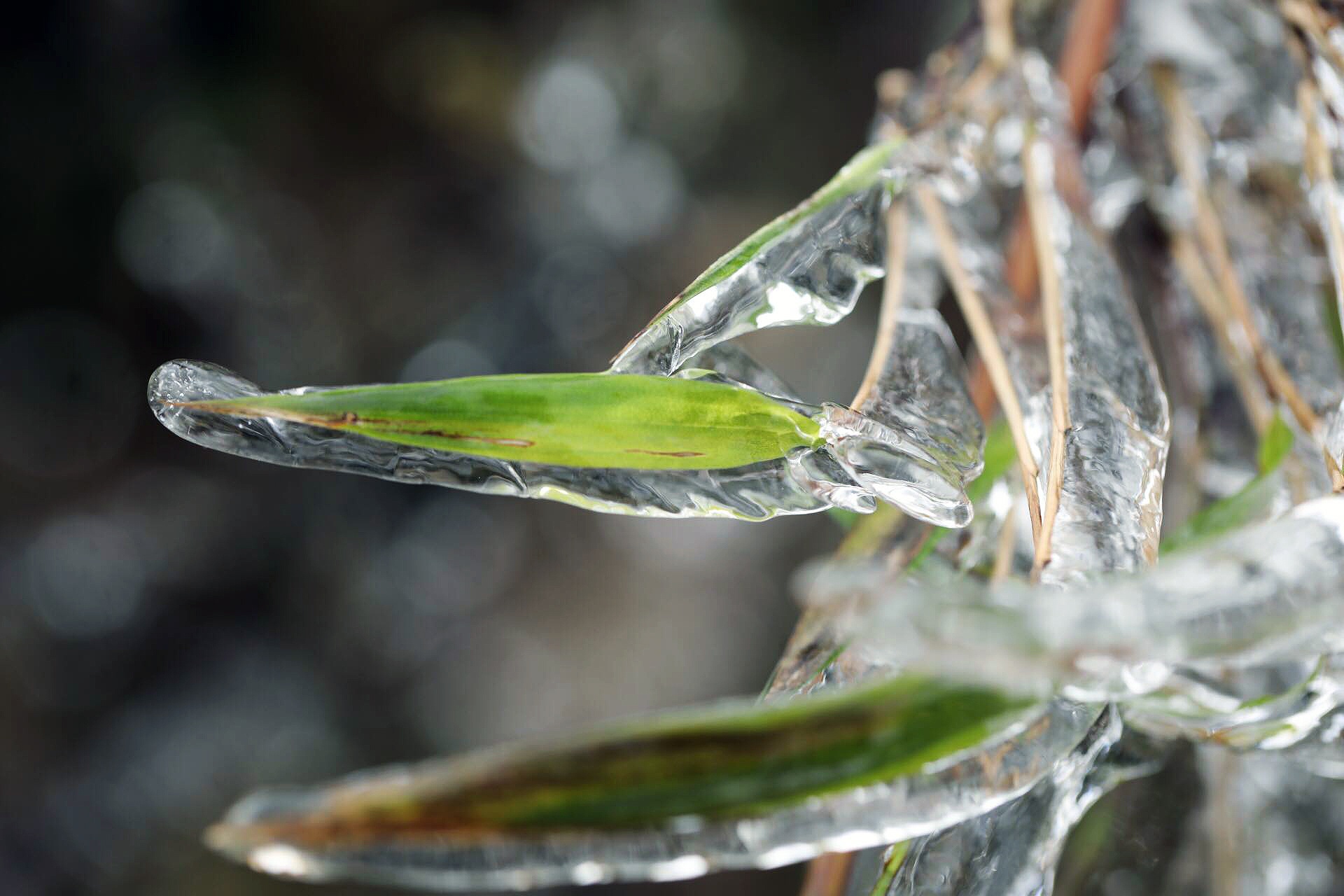 bang gia o Sa Pa anh 5