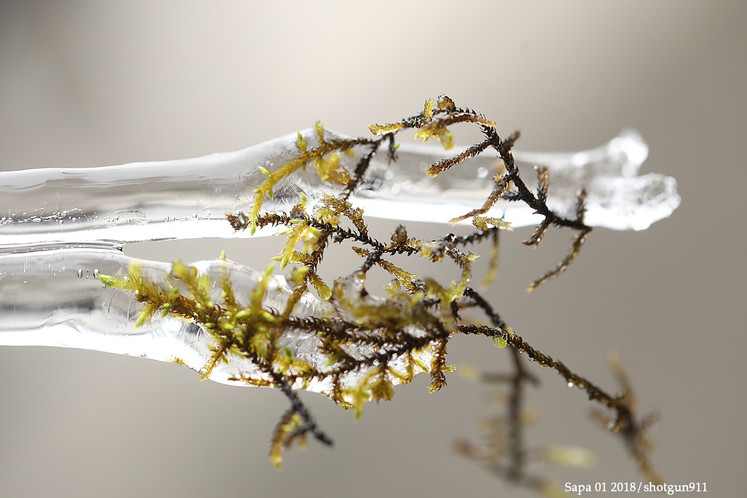 Can canh bang gia ky thu o Sa Pa hinh anh