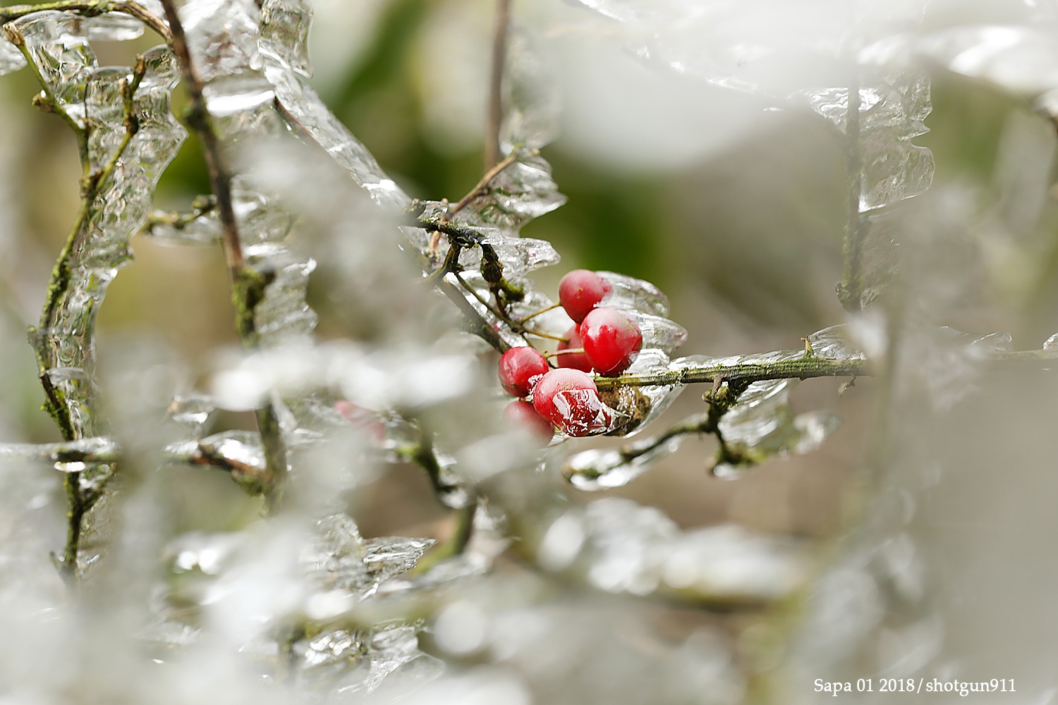 bang gia o Sa Pa anh 11
