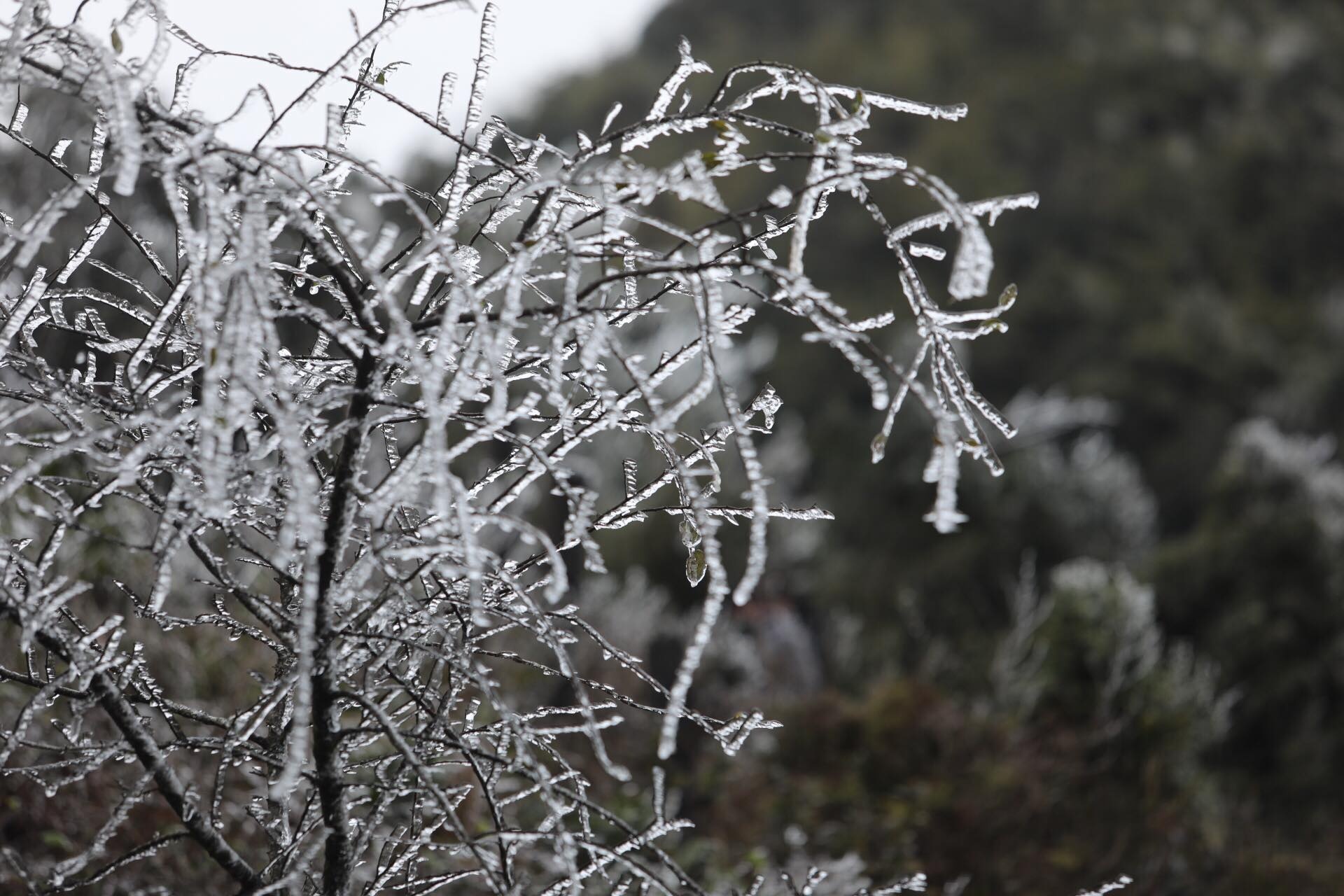 bang gia o Sa Pa anh 3