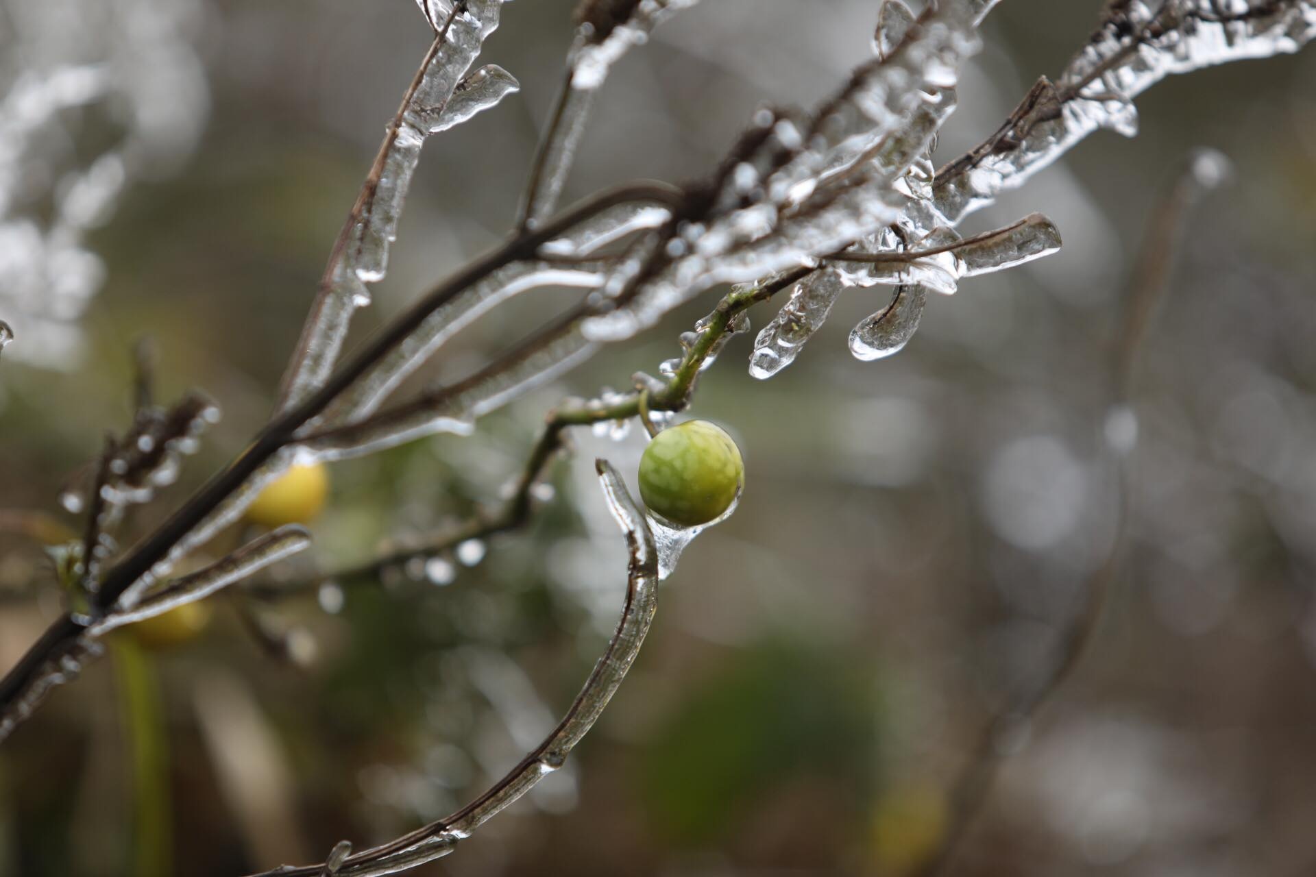 bang gia o Sa Pa anh 6