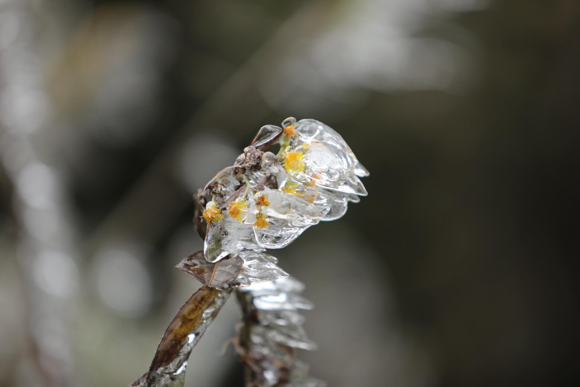 bang gia o Sa Pa anh 2