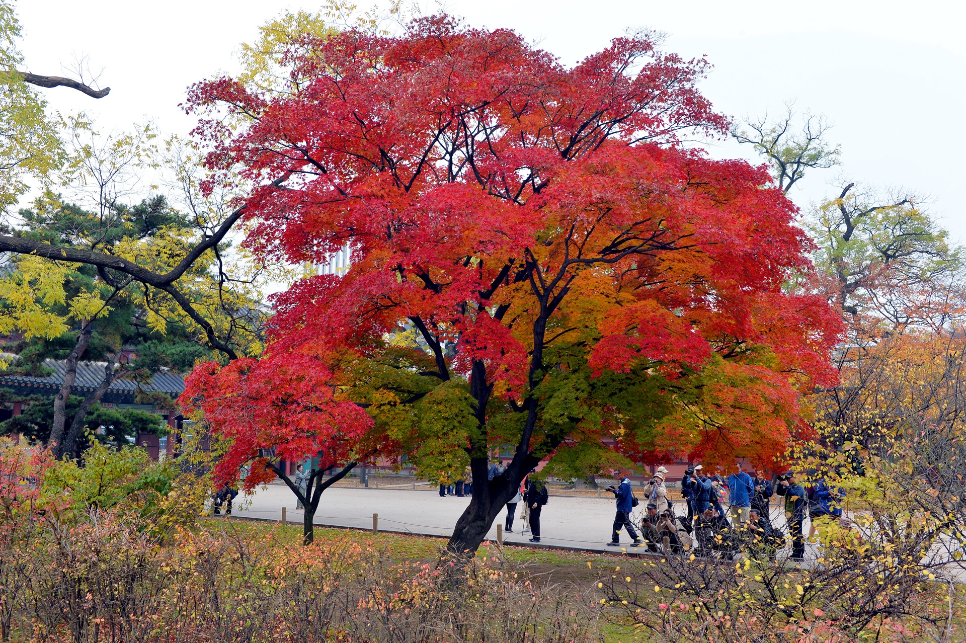la phong do o Han Quoc anh 8