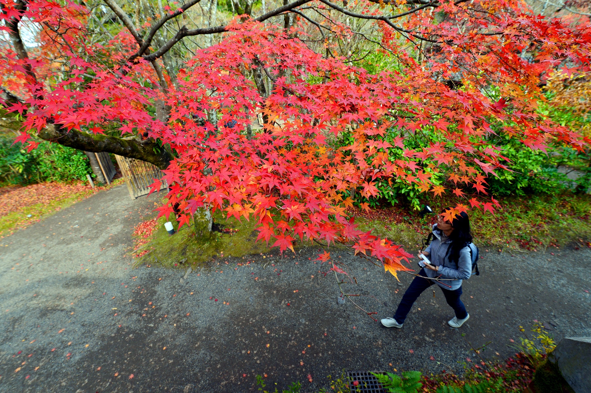 la phong do o Han Quoc anh 14