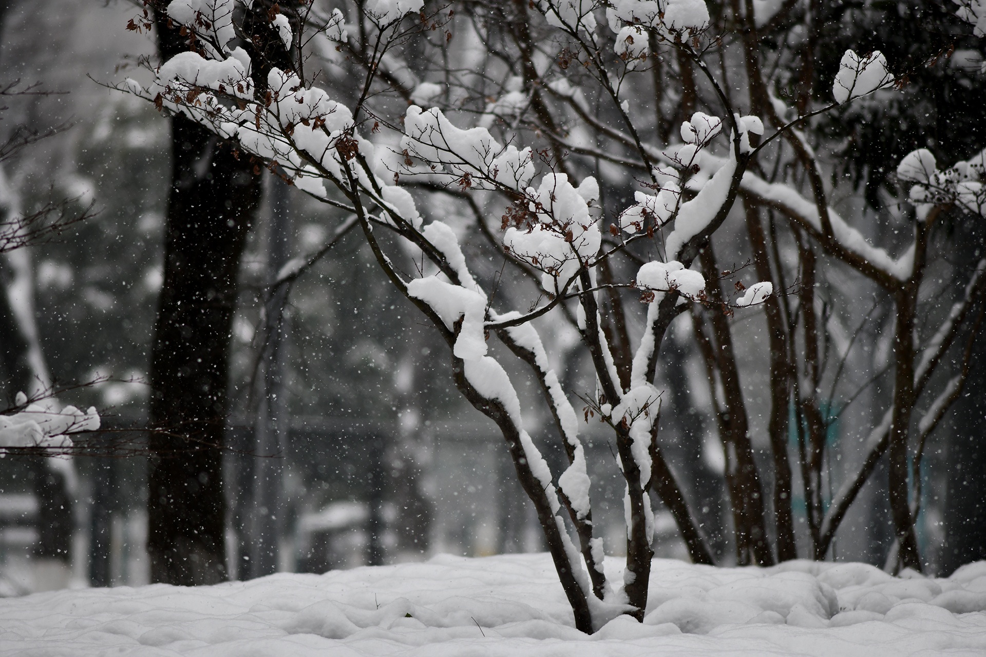 tuyet roi o Thuong Chau anh 15