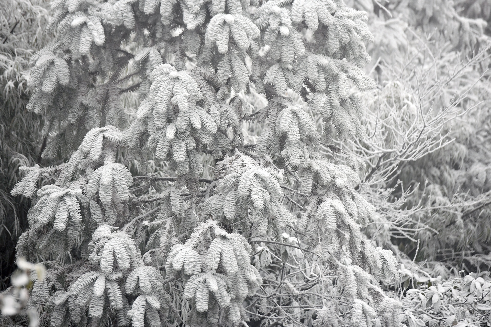 tuyet phu Sa Pa anh 6