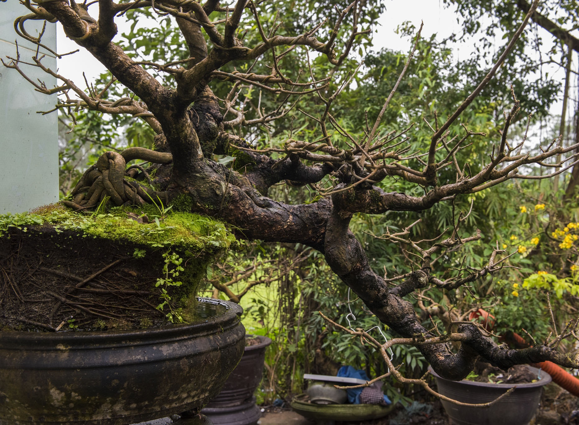 mai vang don Tet anh 10