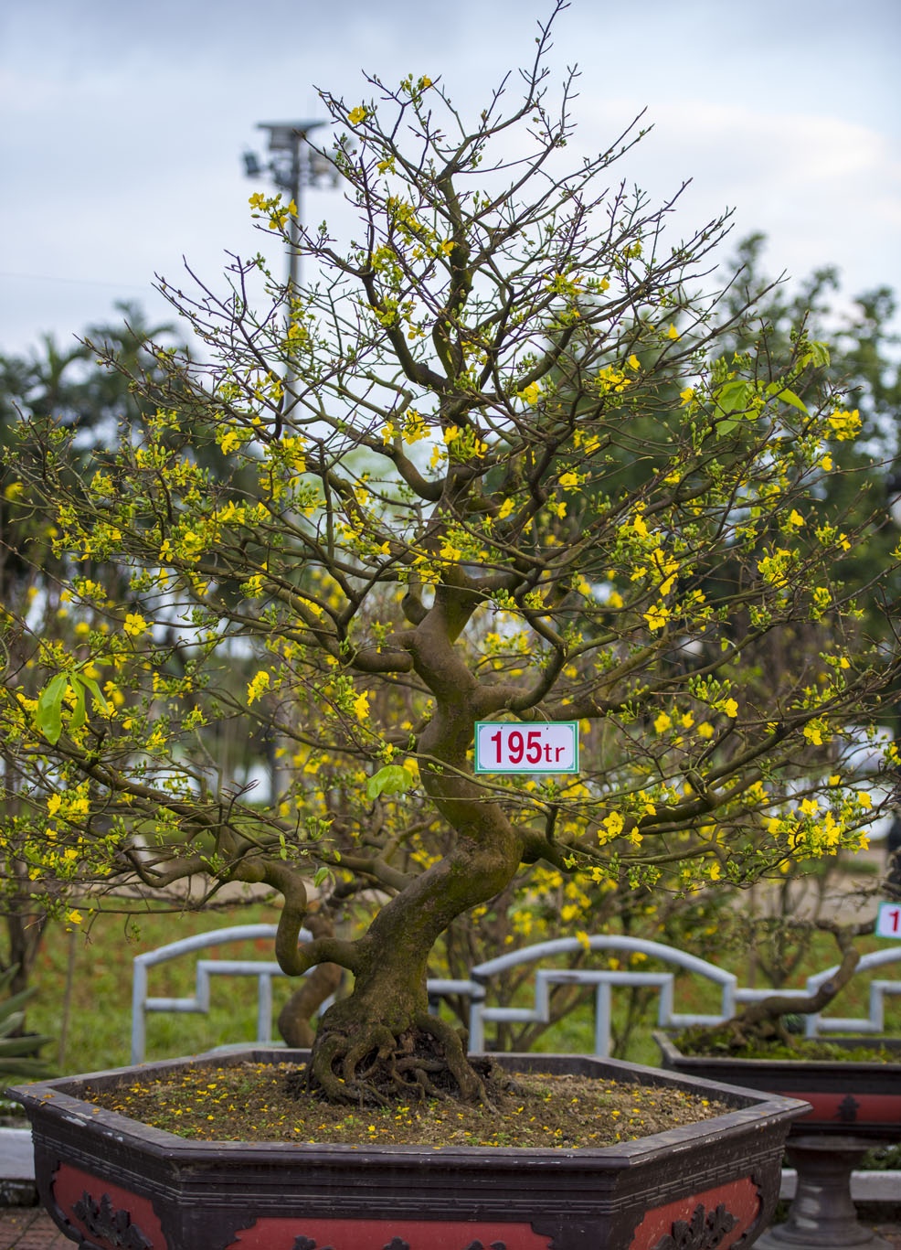 mai vang don Tet anh 2