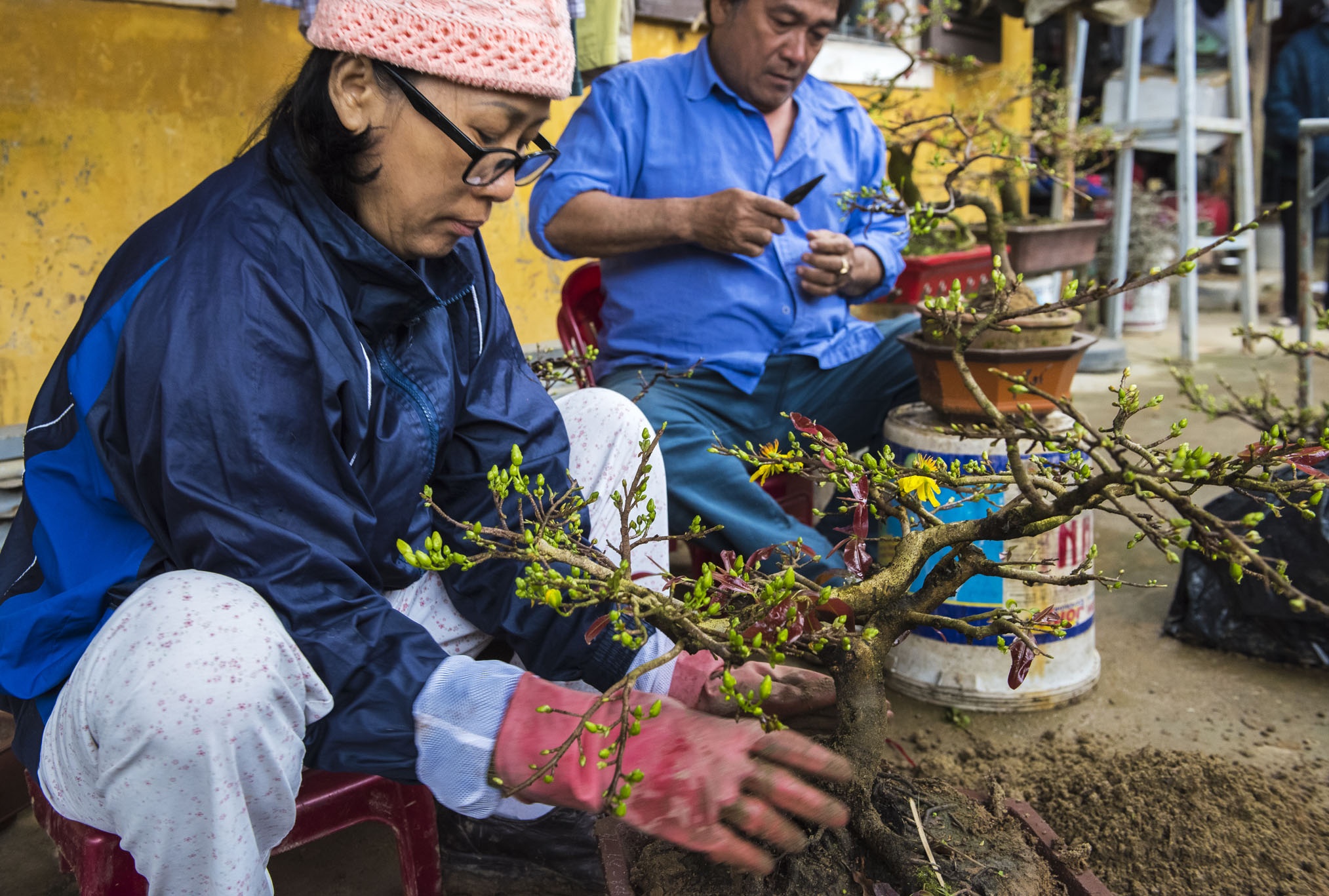 Nhung cay mai vang doc, dep, la o co do Hue hinh anh