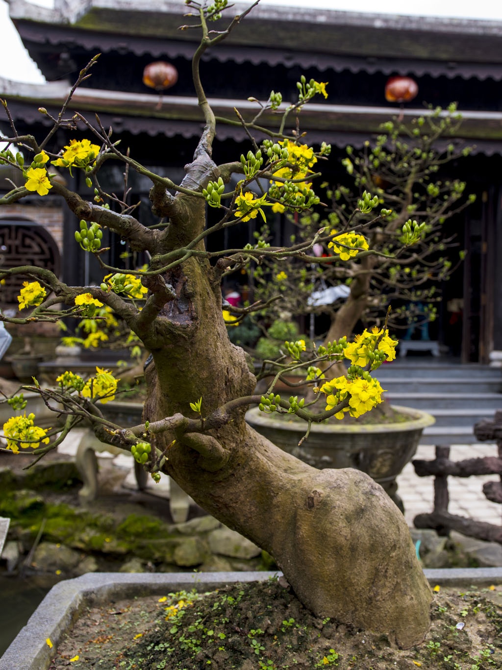 mai vang don Tet anh 6