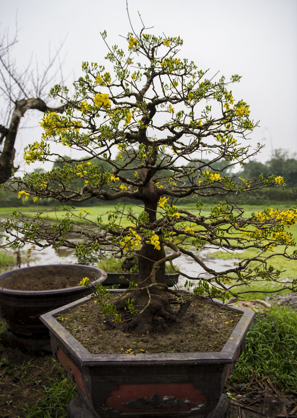 mai vang don Tet anh 9