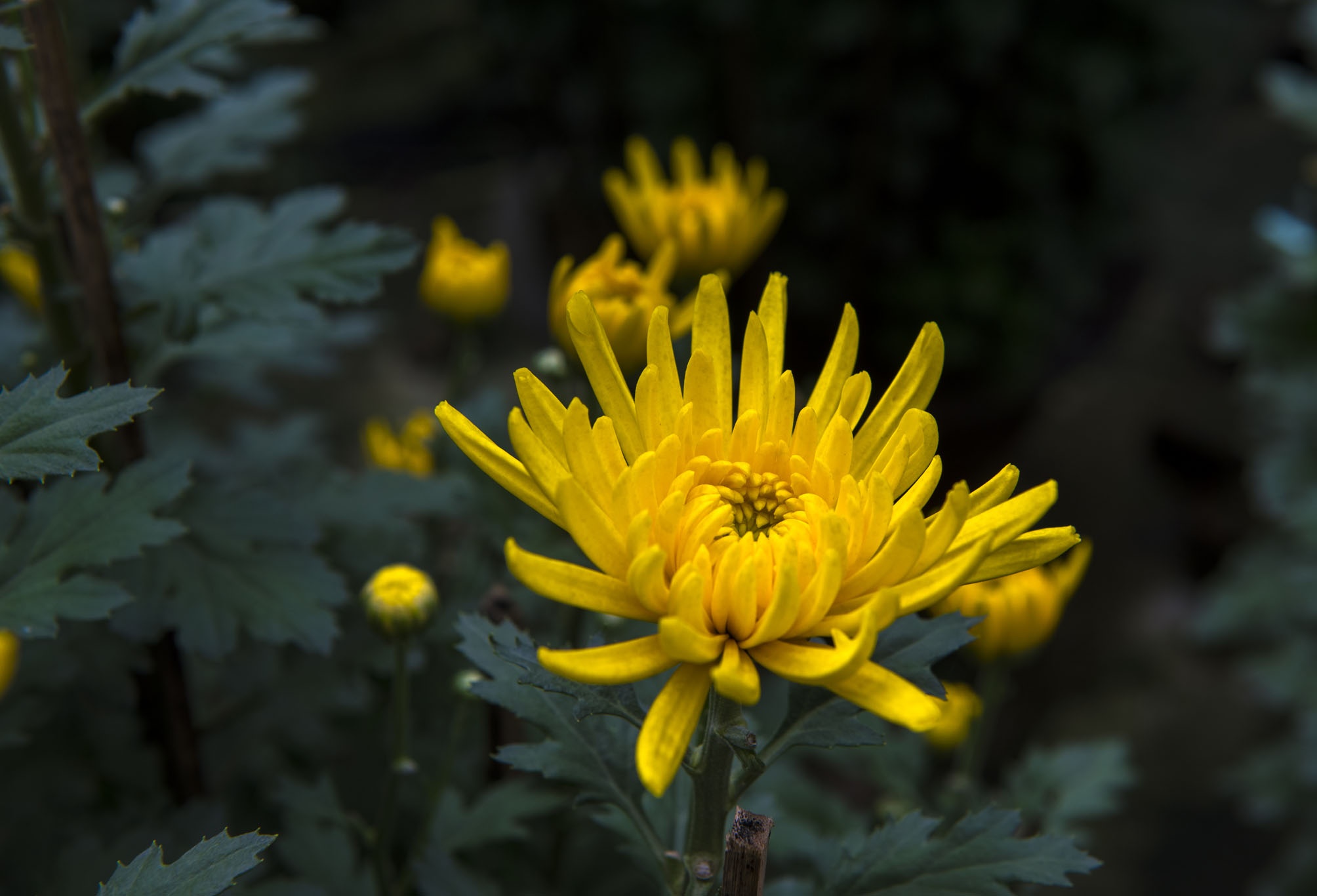 hoa xuan o Hue anh 11