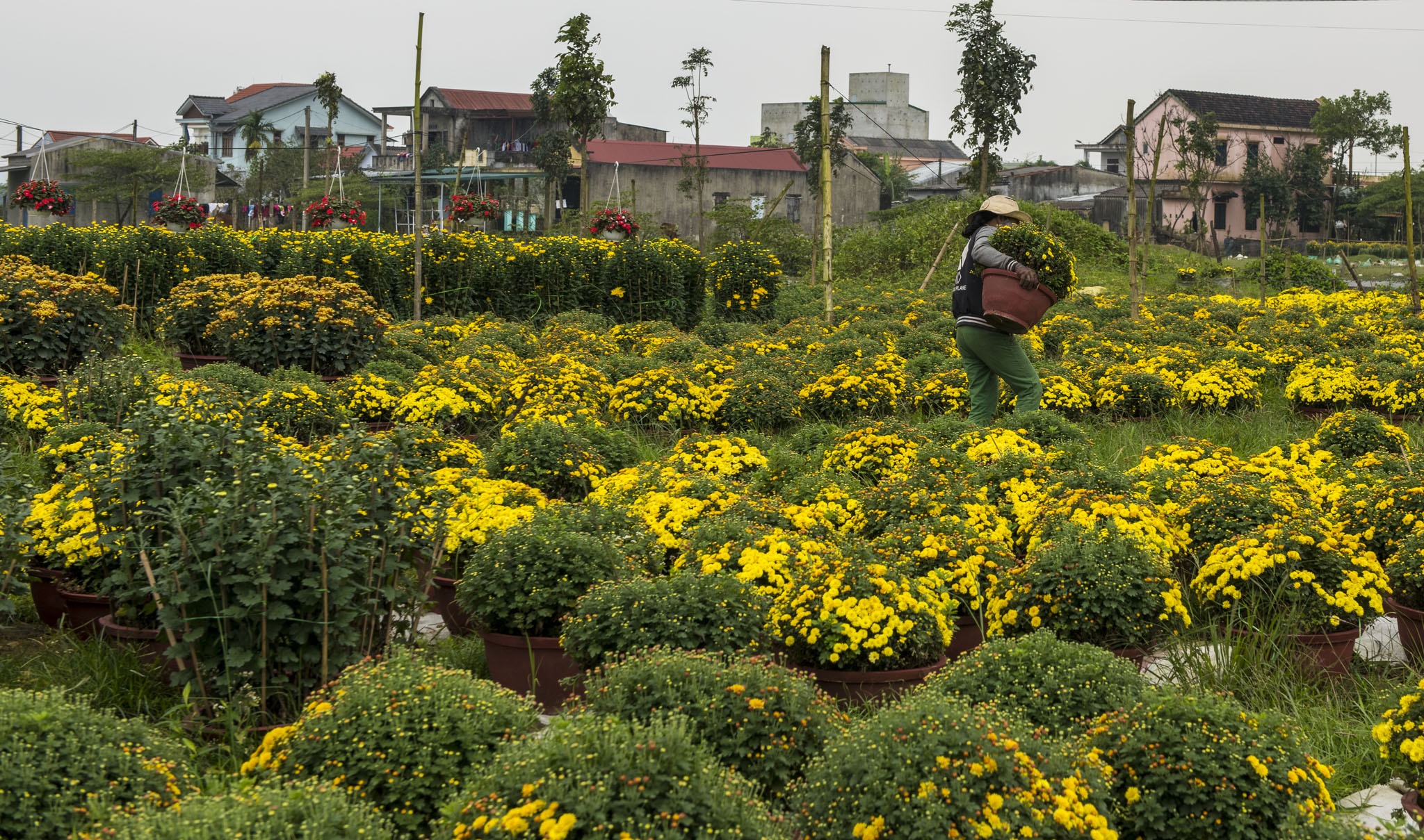 hoa xuan o Hue anh 12