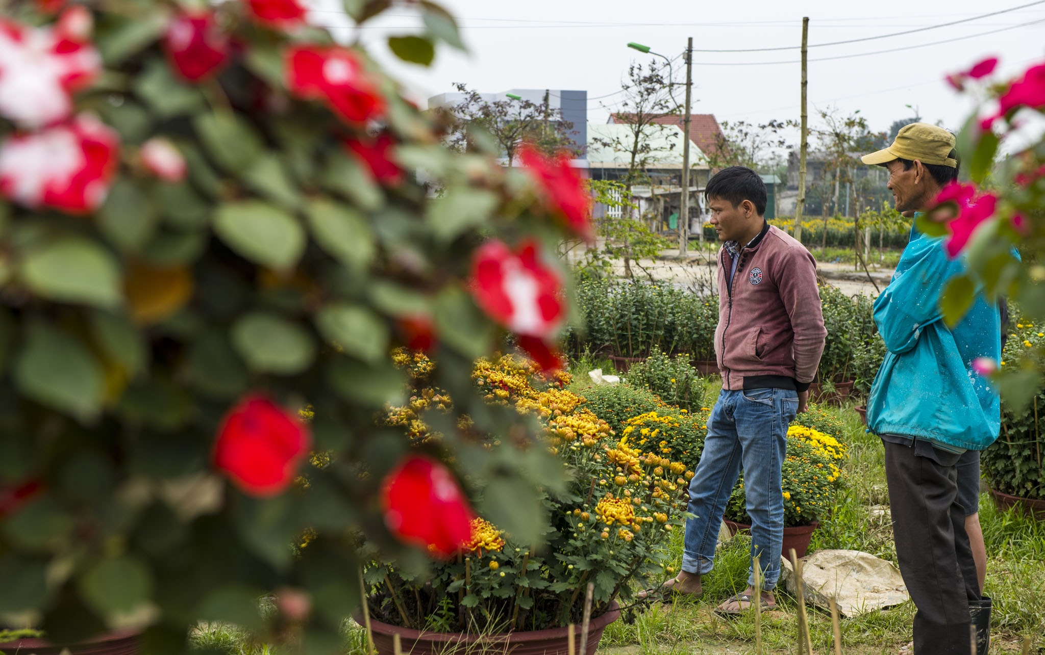 hoa xuan o Hue anh 13