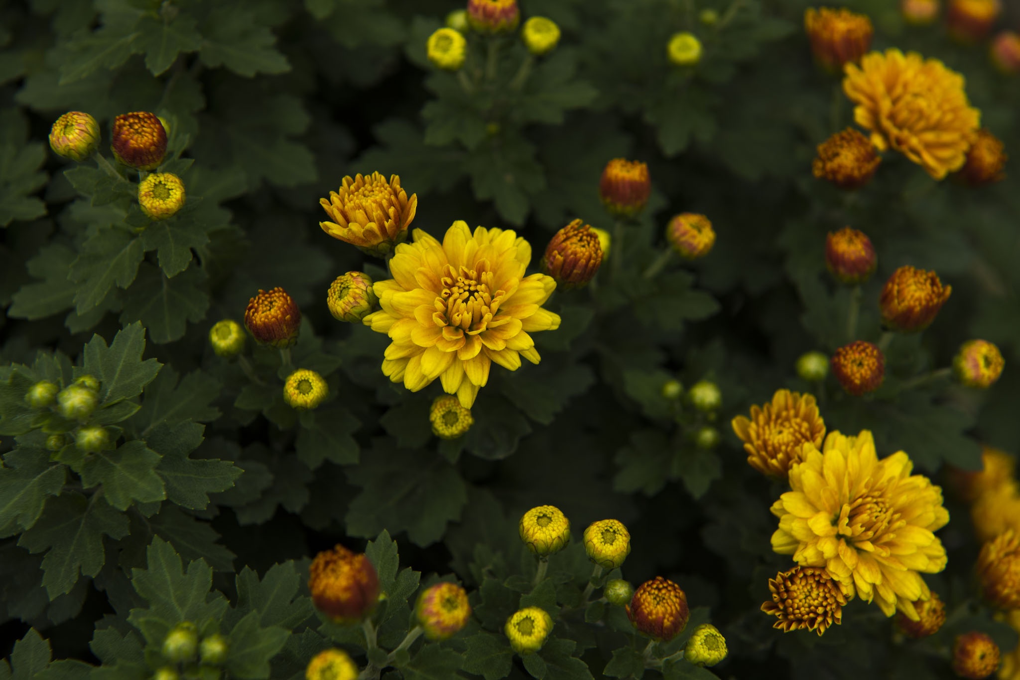 hoa xuan o Hue anh 15