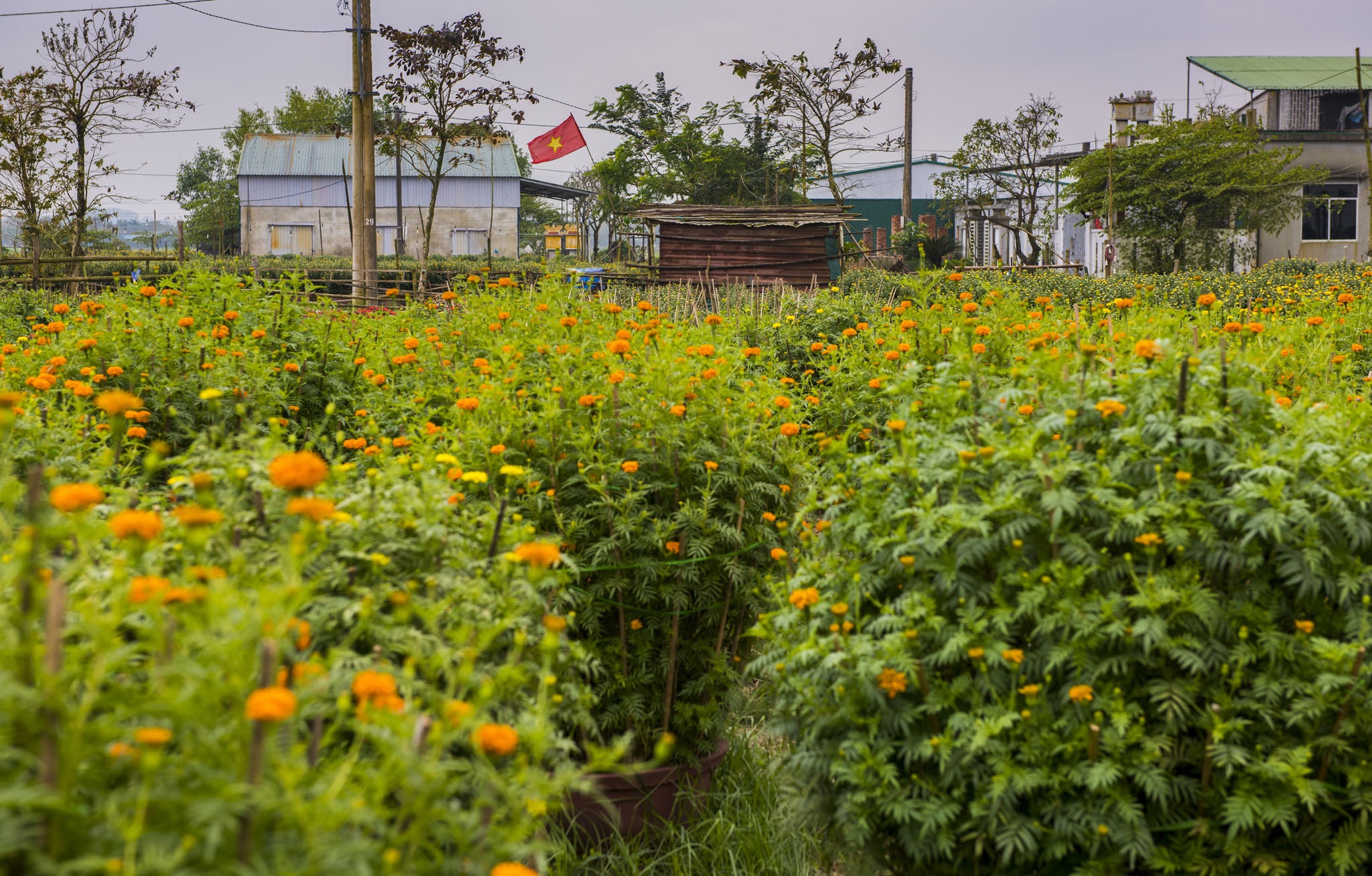 hoa xuan o Hue anh 17