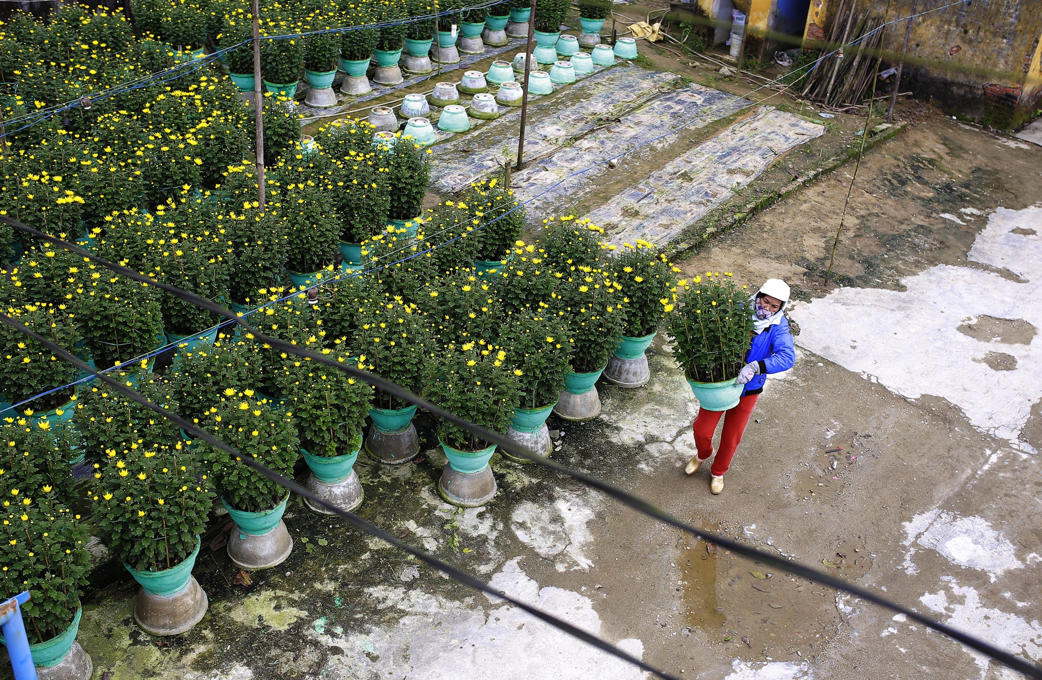 hoa xuan o Hue anh 4