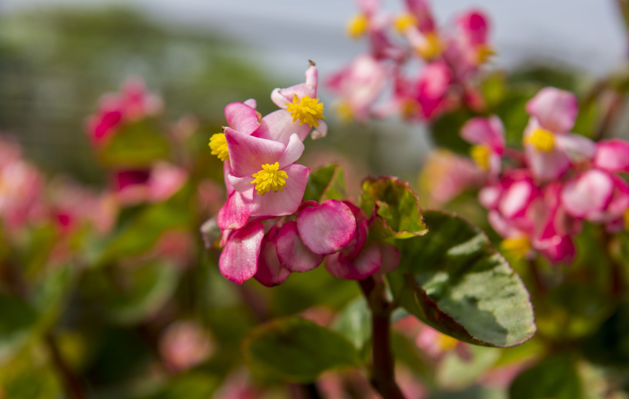 hoa xuan o Hue anh 2