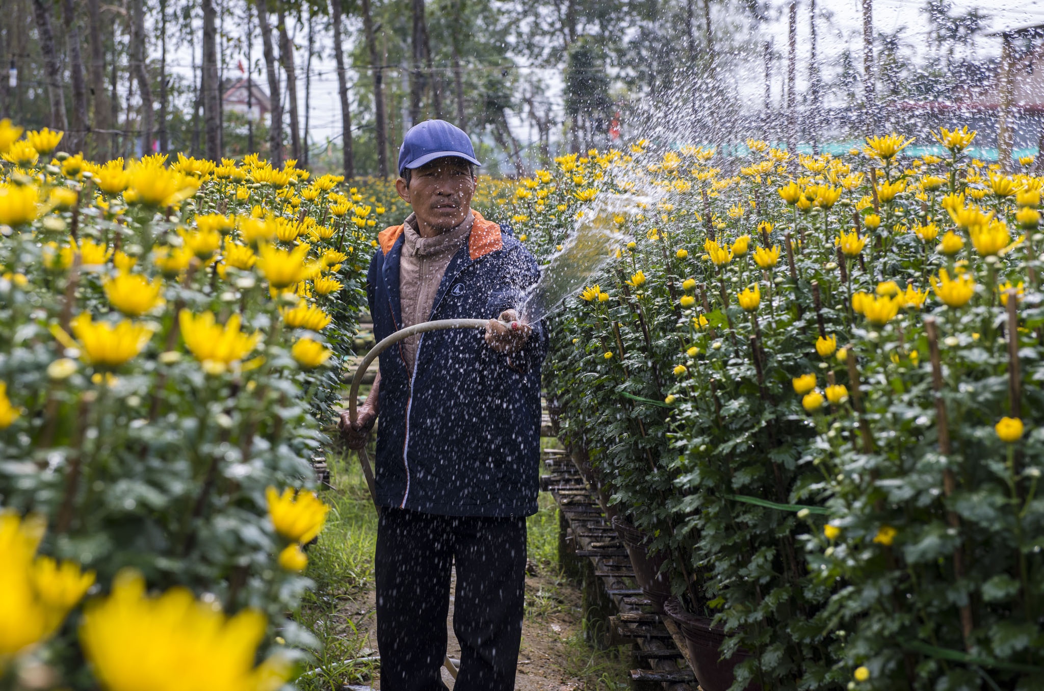 Cuc vang duoc mua, nguoi trong xu Hue tat bat dua hoa ve cho Tet hinh anh