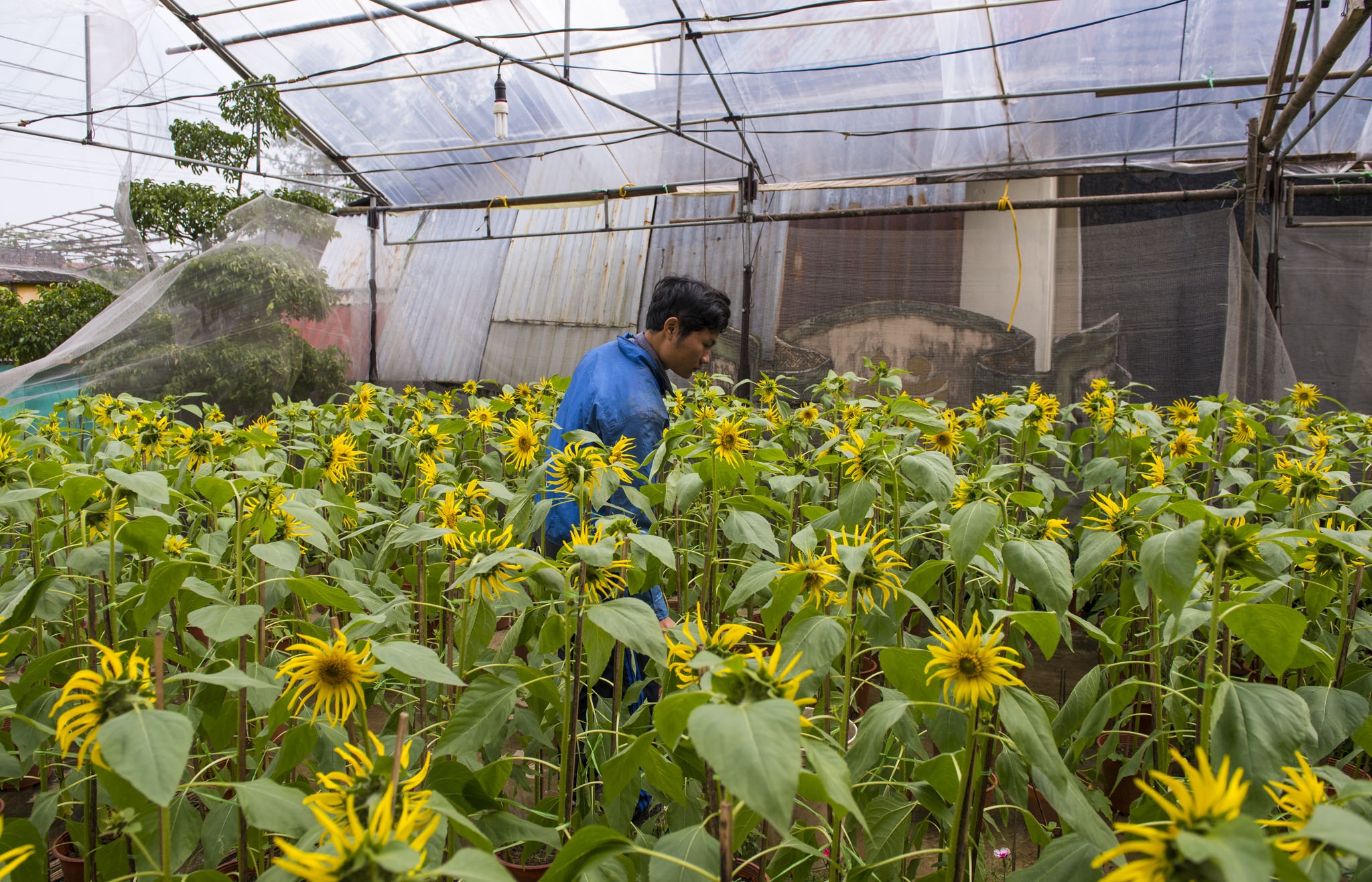 hoa xuan o Hue anh 8