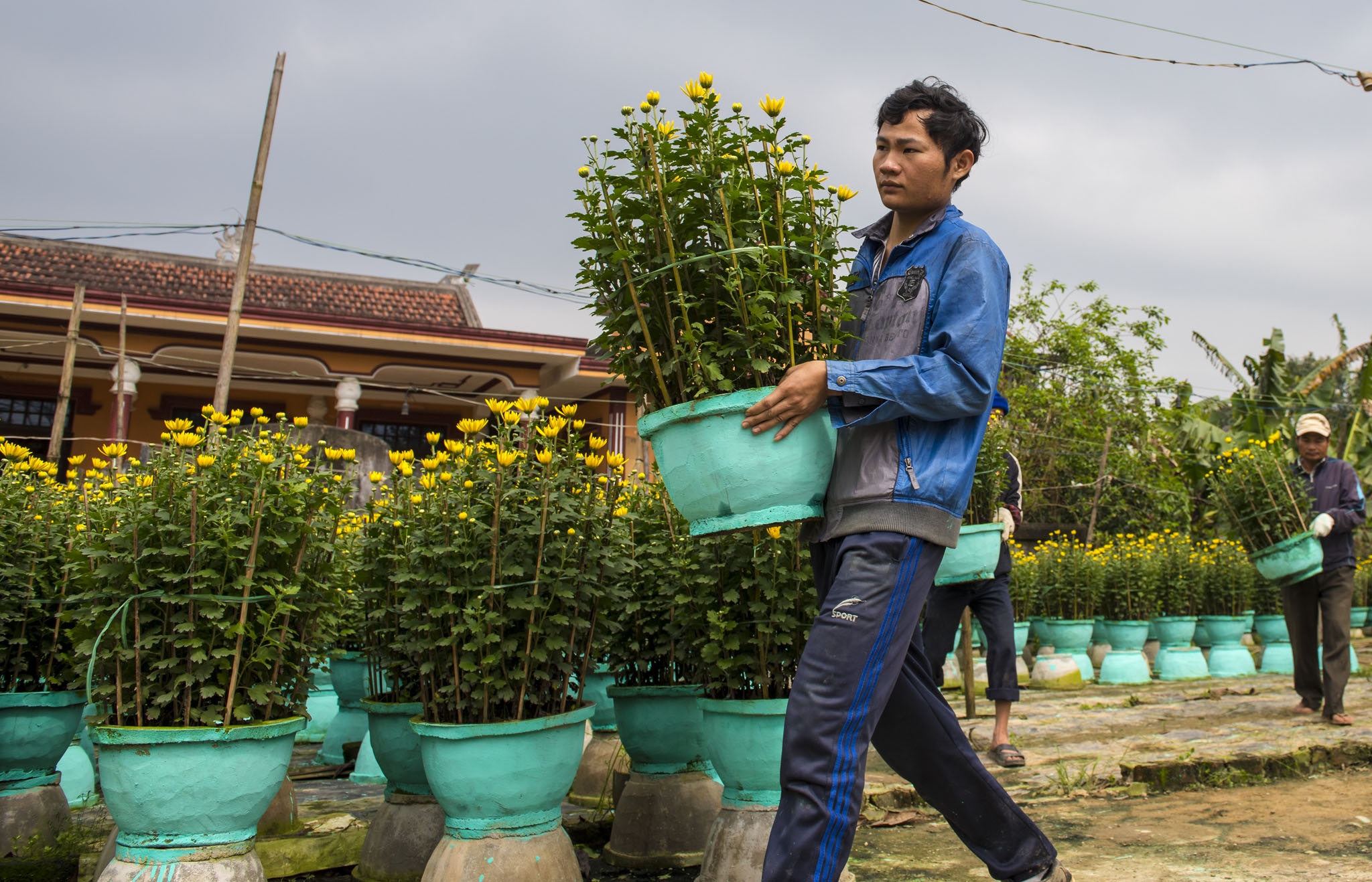 hoa xuan o Hue anh 3