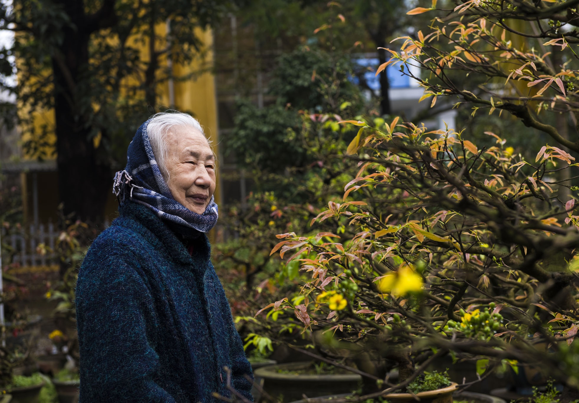 mai vang don Tet anh 13