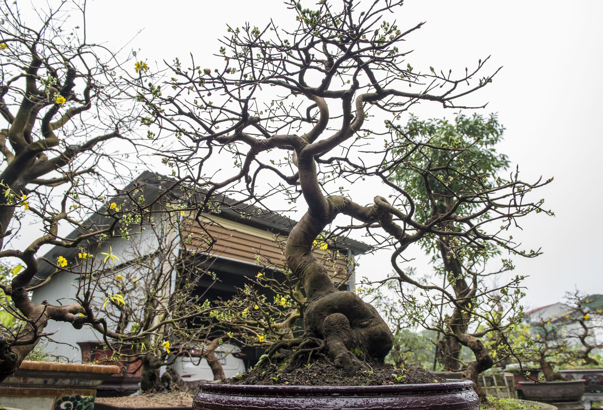 mai vang don Tet anh 15