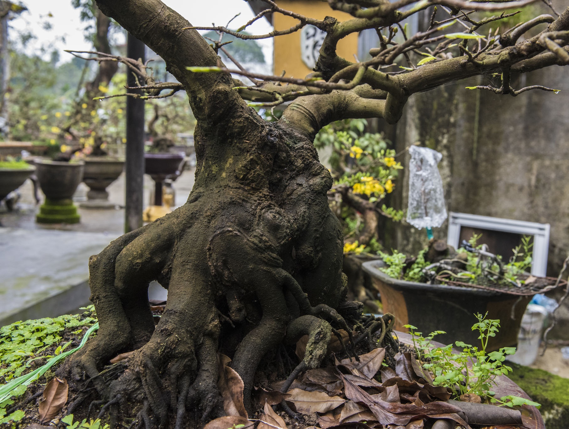 mai vang don Tet anh 16