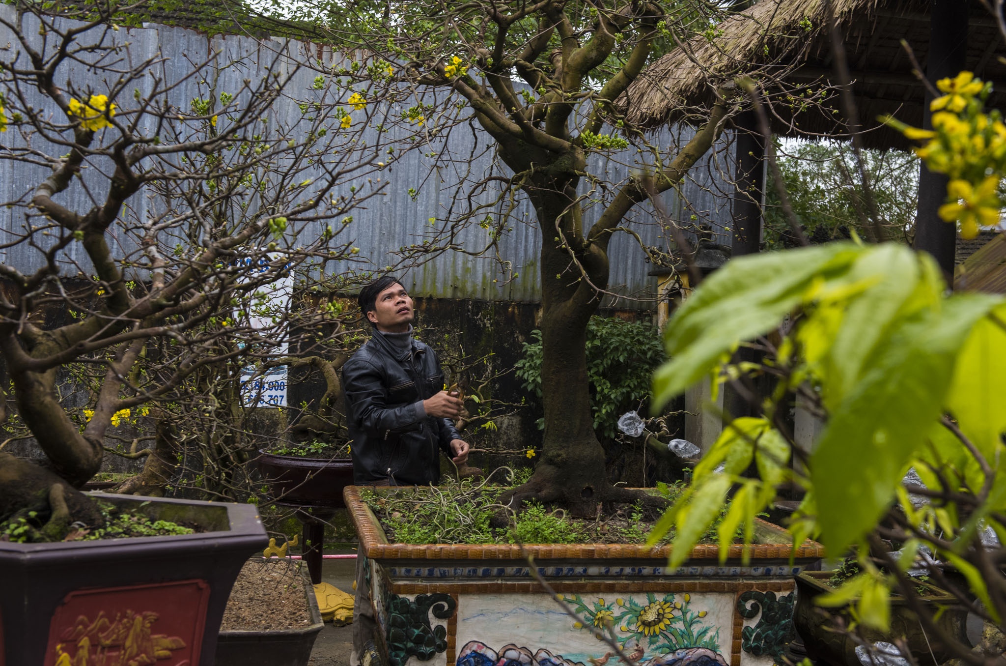 mai vang don Tet anh 17