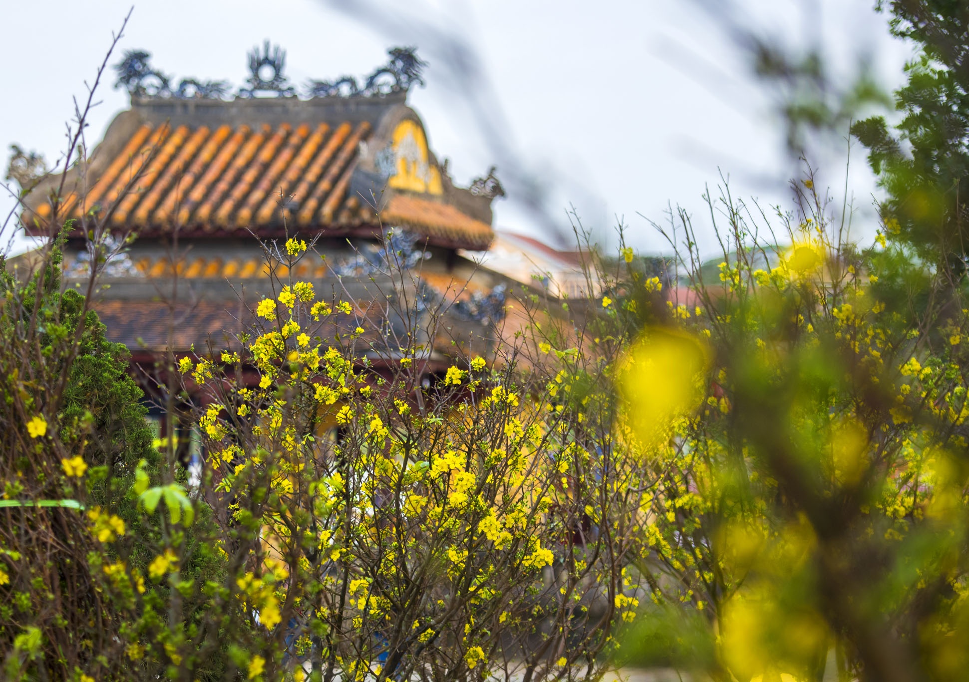 mai vang don Tet anh 1