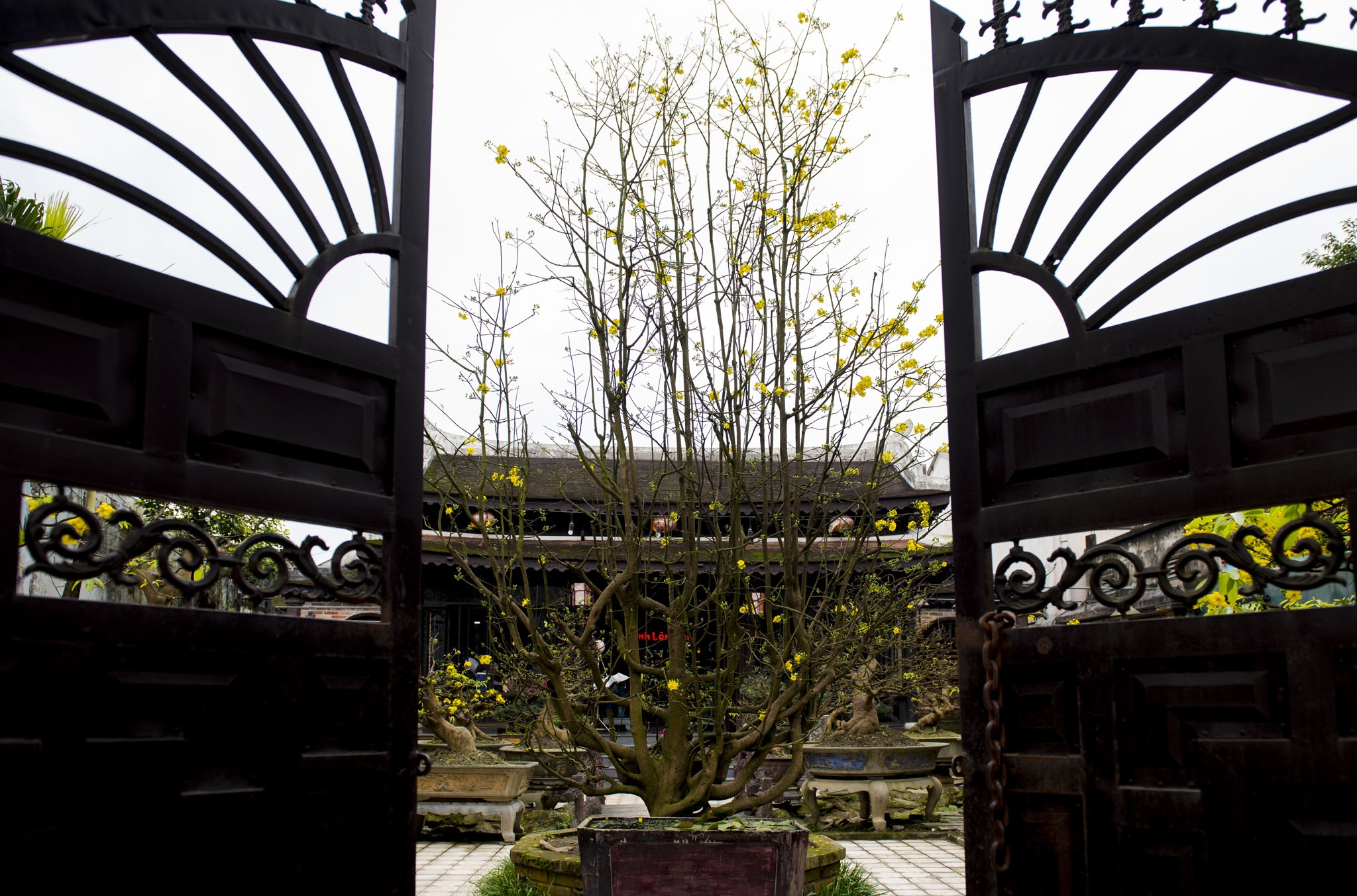 mai vang don Tet anh 3