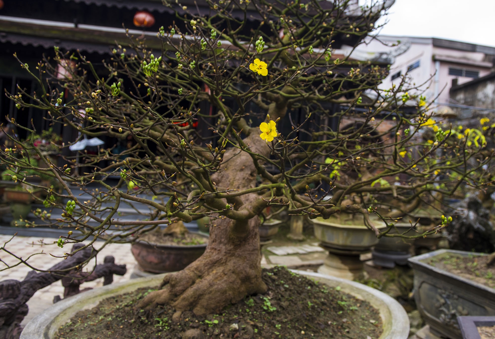 mai vang don Tet anh 4