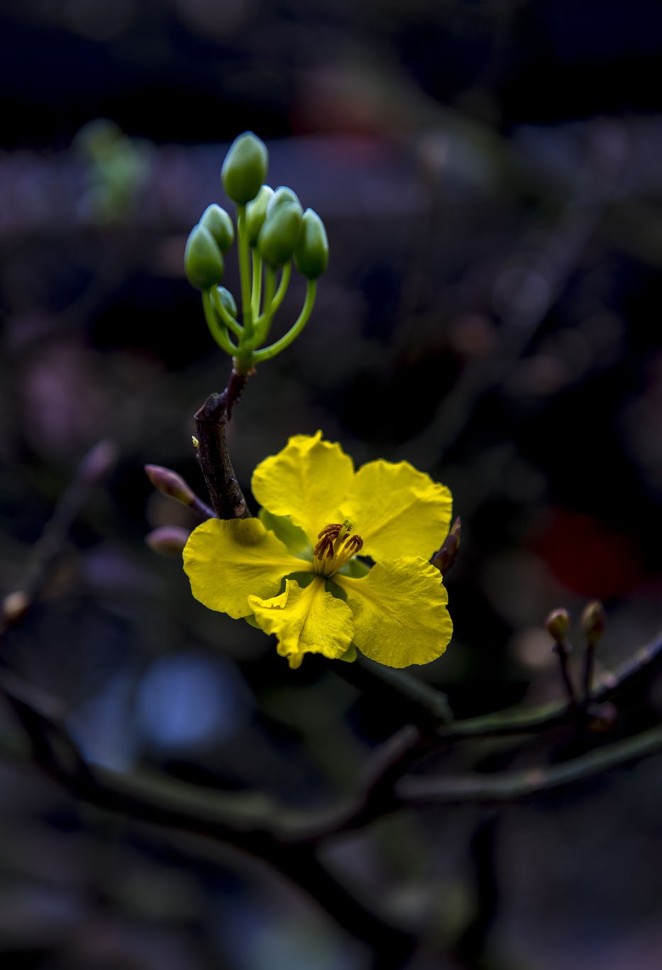 mai vang don Tet anh 7