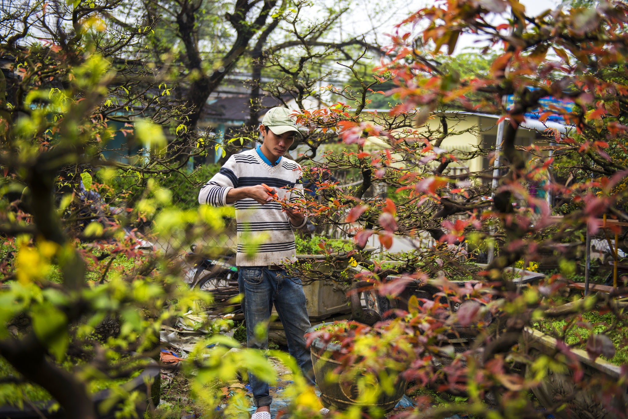 mai vang don Tet anh 12