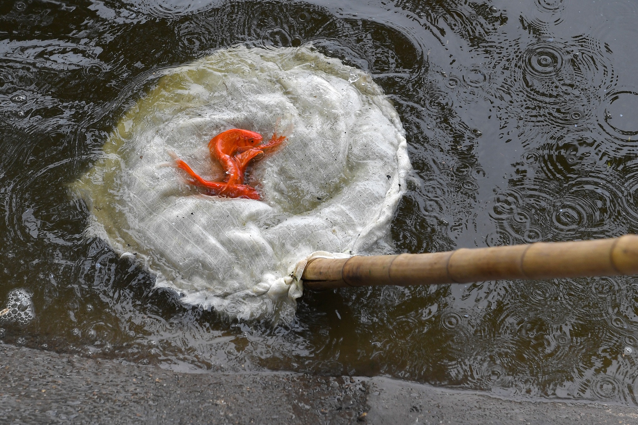 tha ca chep tien Tao quan anh 13