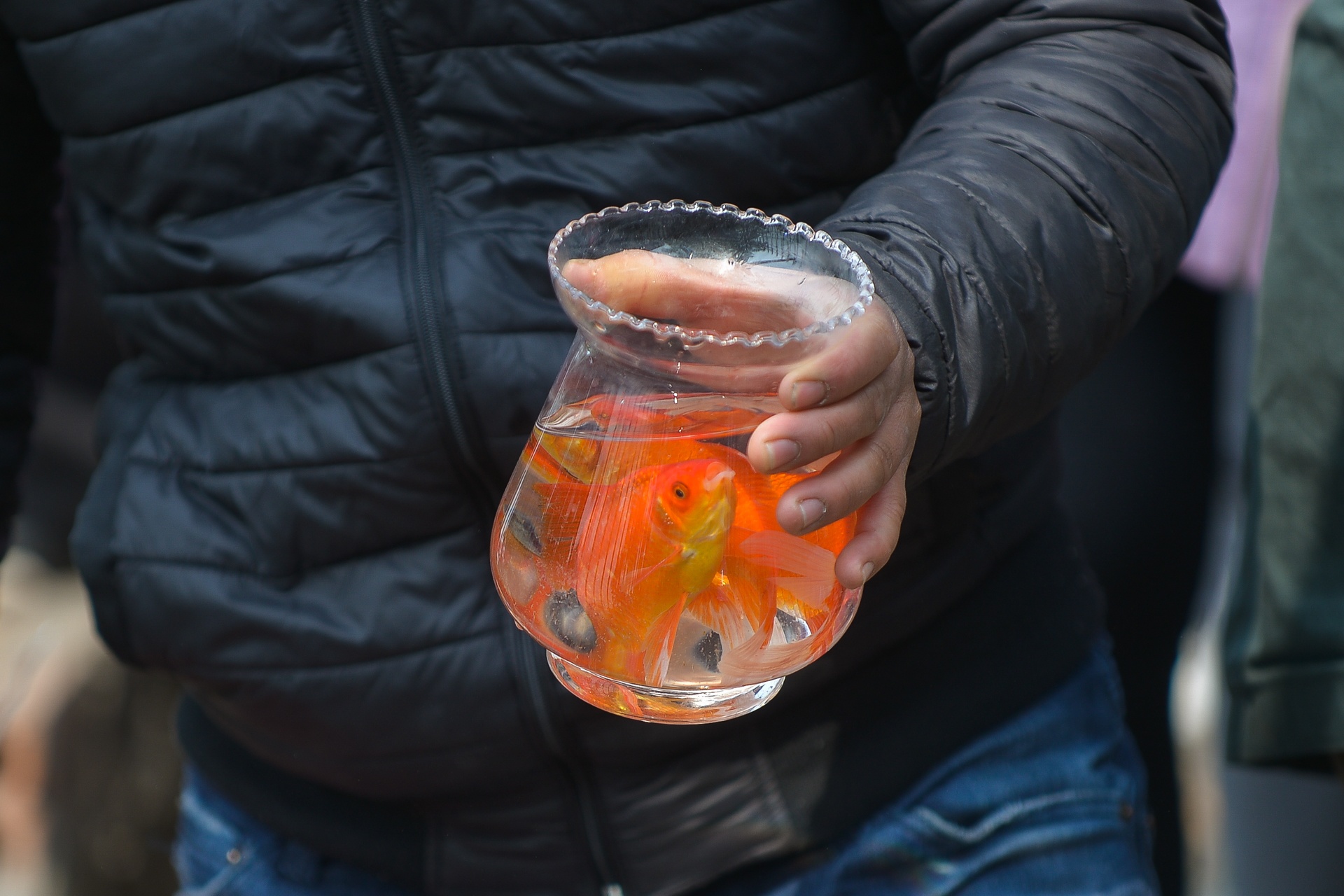 tha ca chep tien Tao quan anh 8