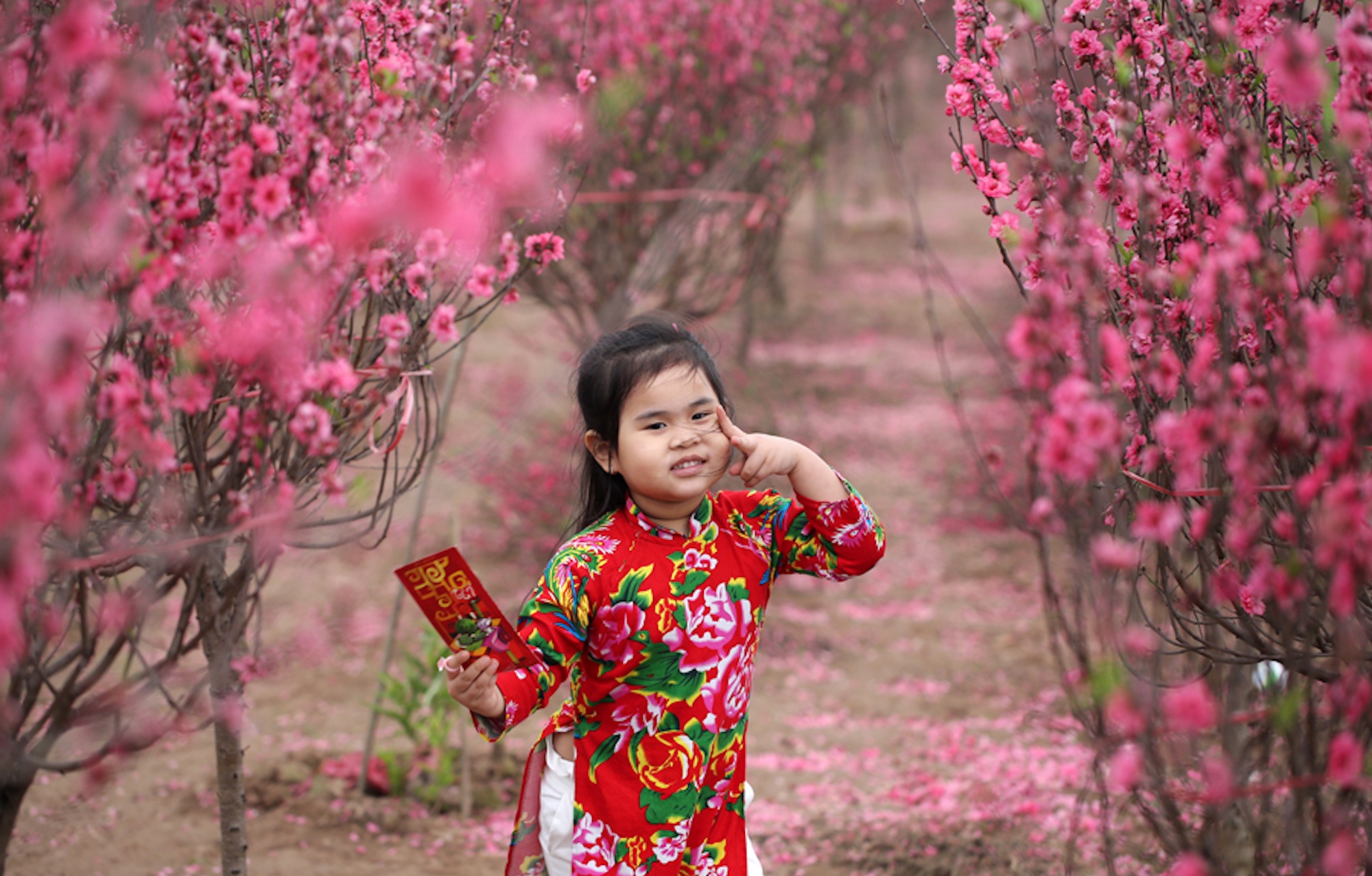 hoa dao ngay Tet anh 21