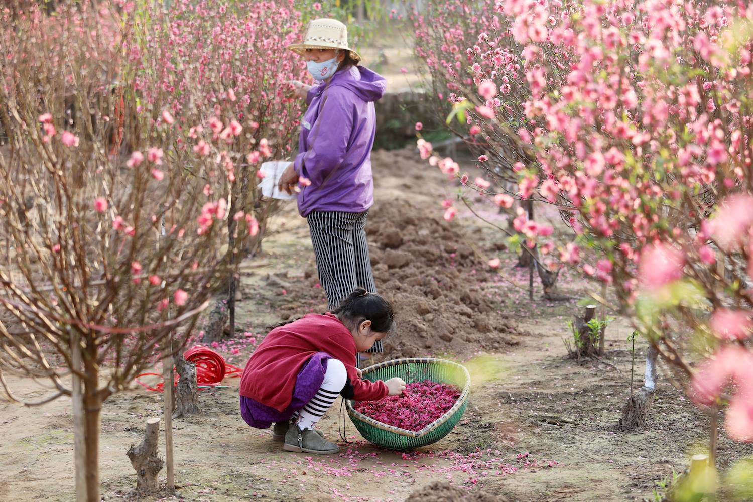 hoa dao ngay Tet anh 19