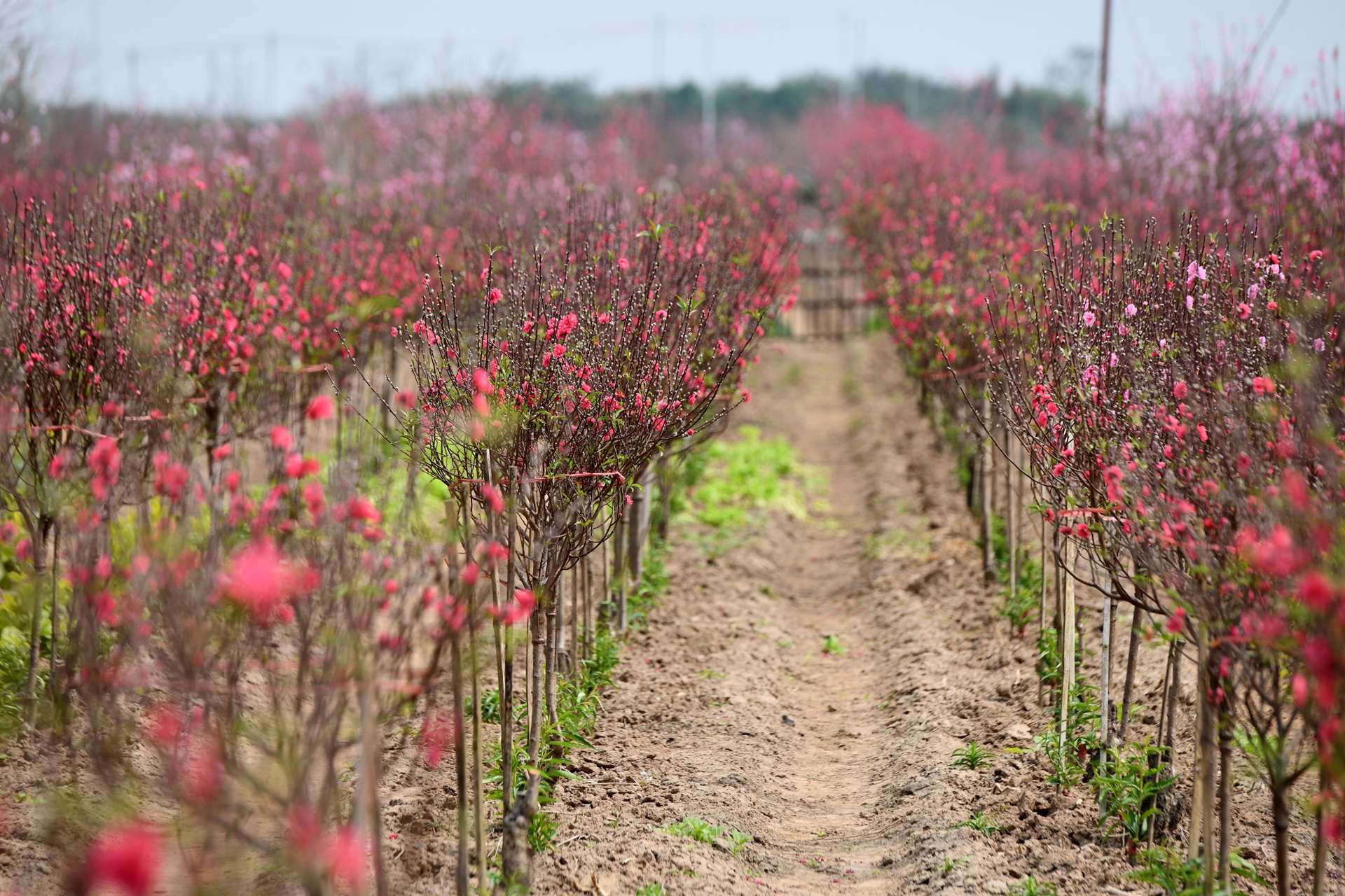 hoa dao ngay Tet anh 18
