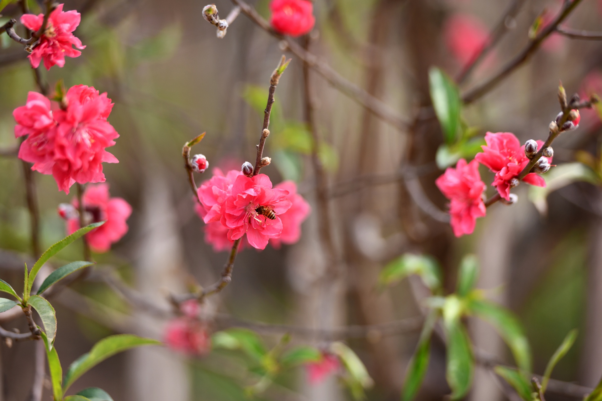 hoa dao ngay Tet anh 14