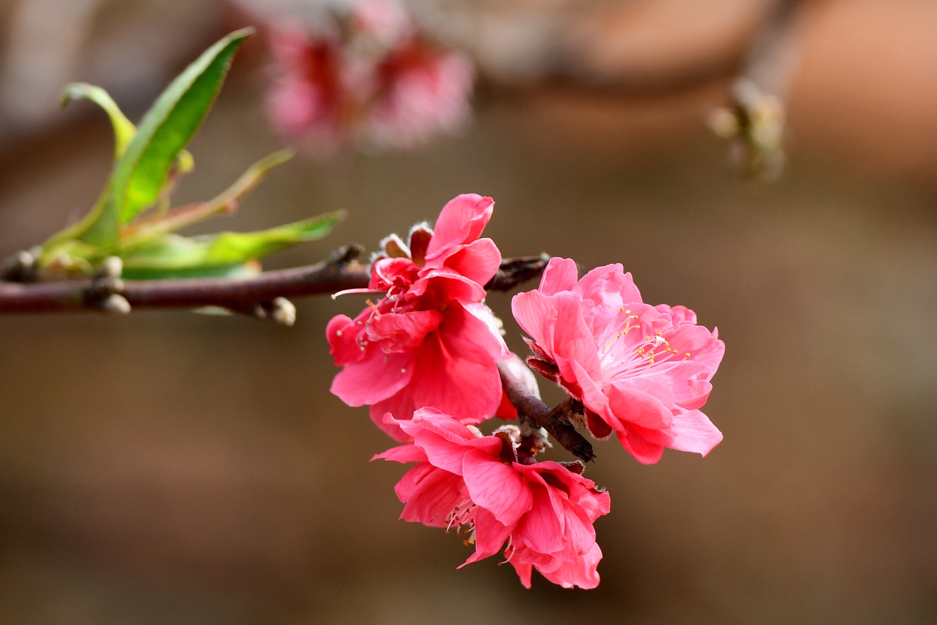 hoa dao ngay Tet anh 15