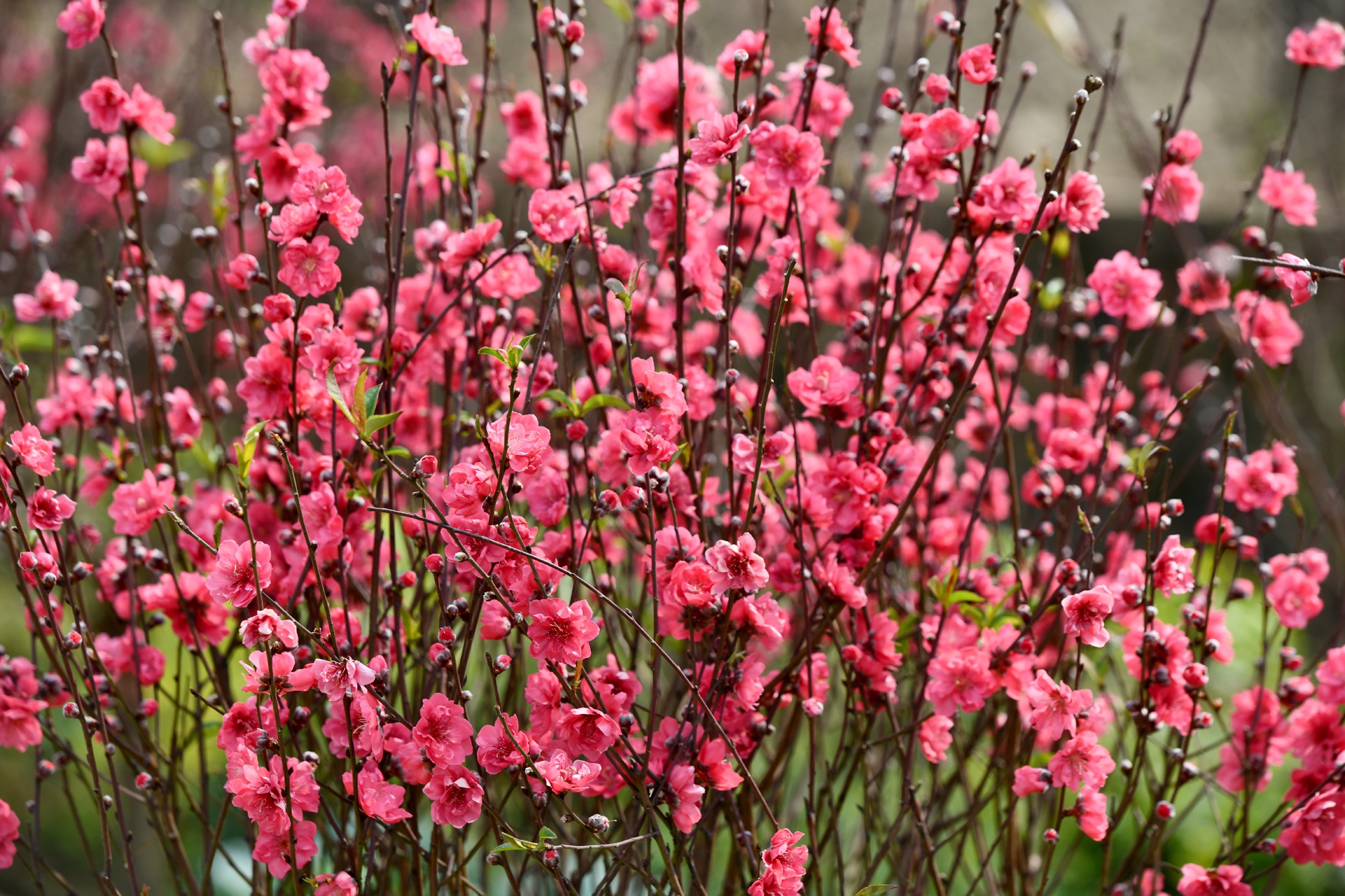 hoa dao ngay Tet anh 12