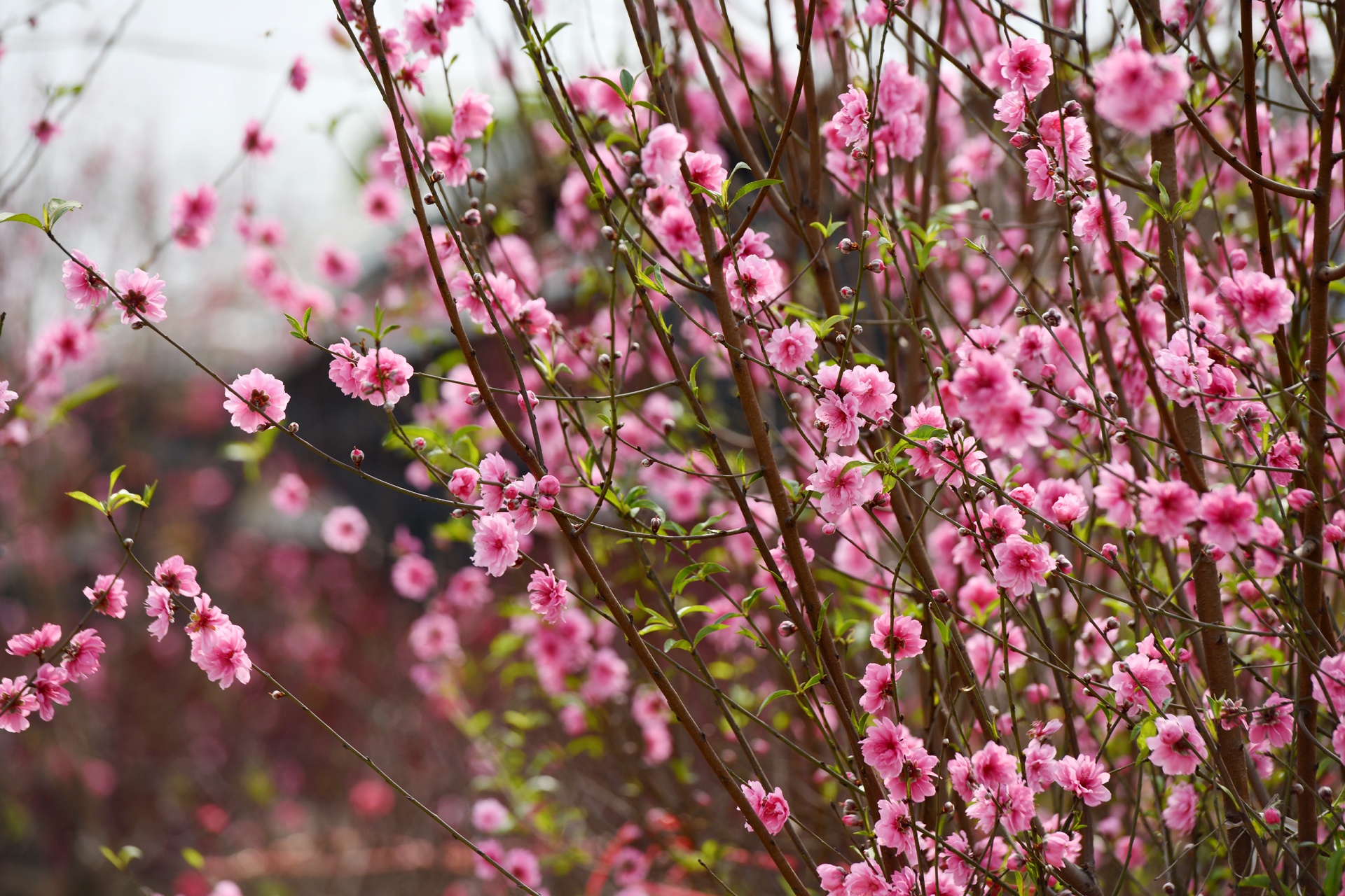 hoa dao ngay Tet anh 13