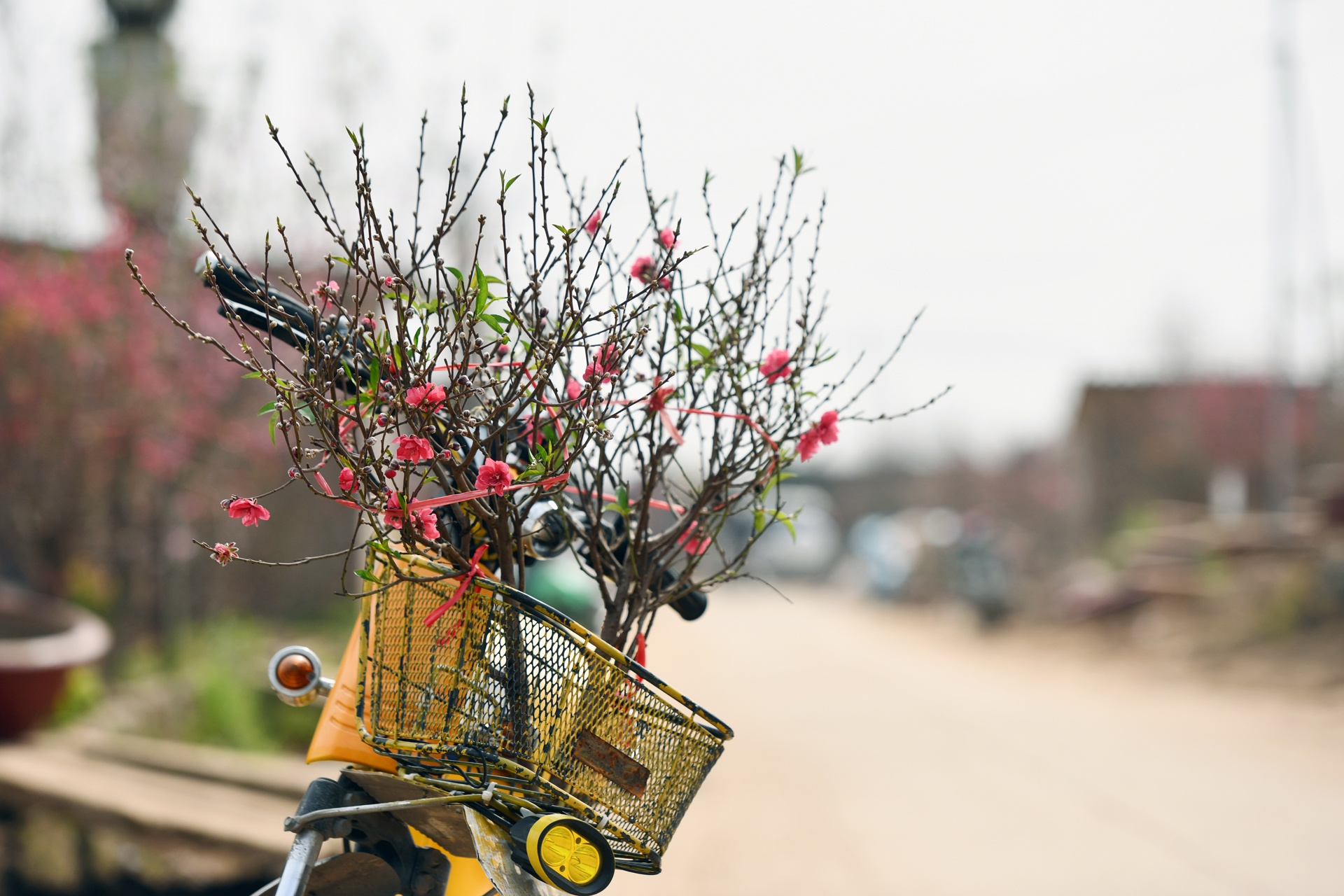 hoa dao ngay Tet anh 22