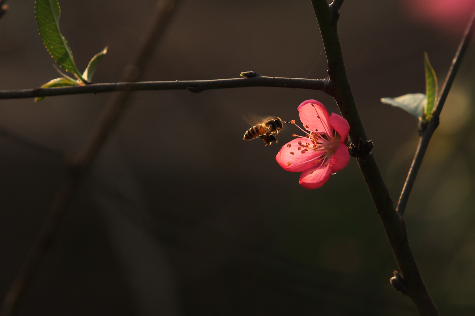 hoa dao ngay Tet anh 16