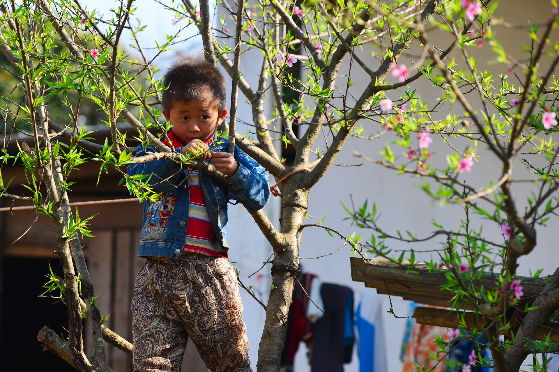 hoa dao ngay Tet anh 24