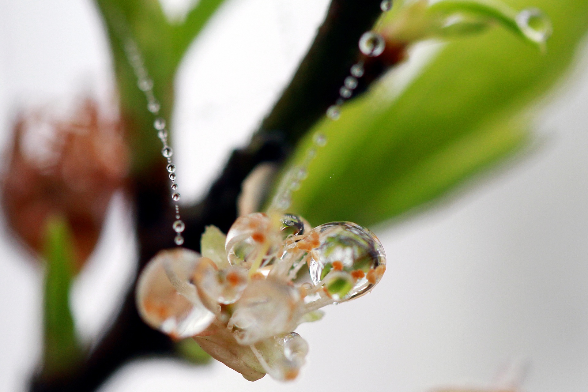 hoa dao ngay Tet anh 26