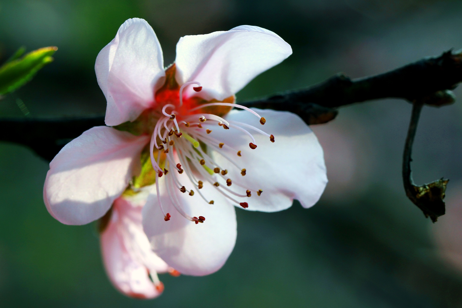 hoa dao ngay Tet anh 27