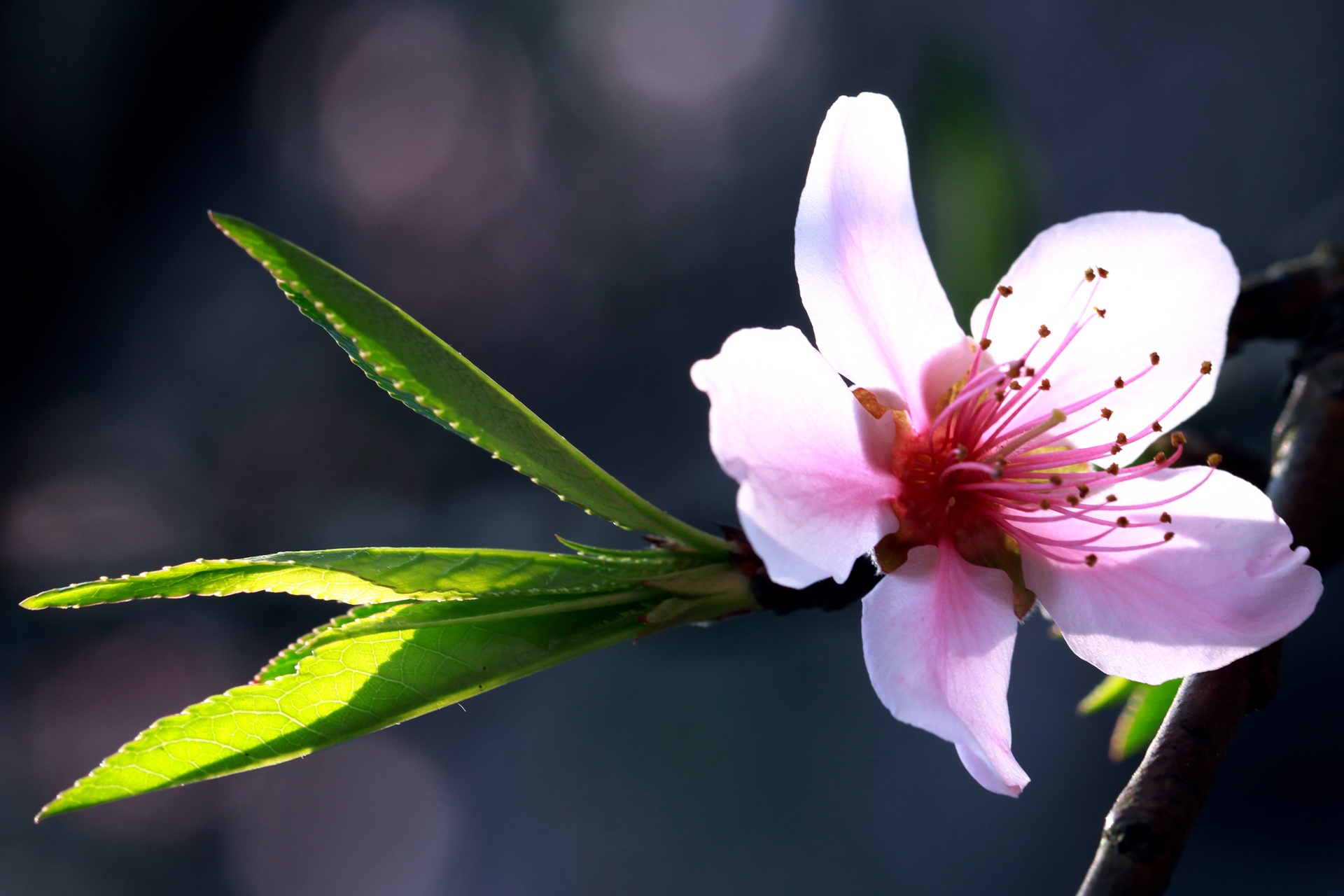 hoa dao ngay Tet anh 28