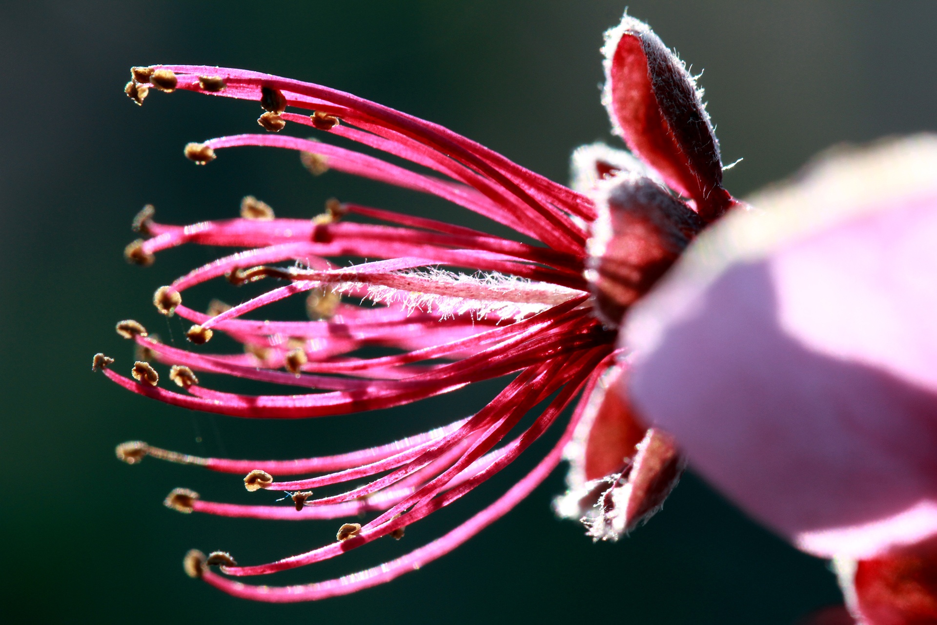 hoa dao ngay Tet anh 29